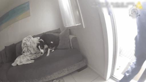 WATCH | Officers pull family dog from Gold Coast house fire