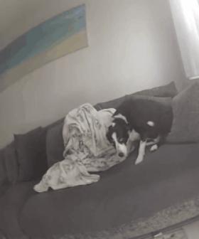 WATCH | Officers pull family dog from Gold Coast house fire