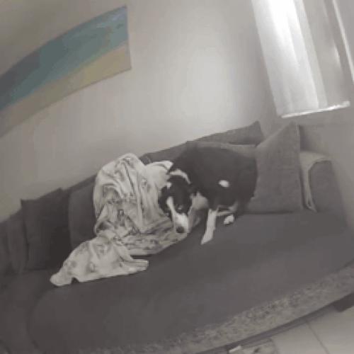 WATCH | Officers pull family dog from Gold Coast house fire