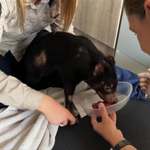 Mary the Tassie Devil returns home to Paradise Country