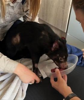 Mary the Tassie Devil returns home to Paradise Country