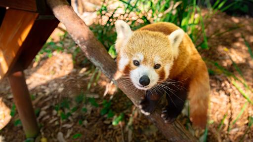 WATCH: Meet Currumbin Wildlife Sanctuary’s cute new resident
