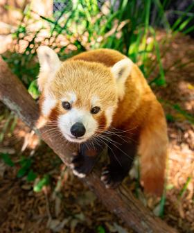 WATCH: Meet Currumbin Wildlife Sanctuary's cute new resident
