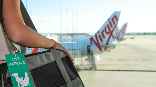 GC pets cleared for take-off to Adelaide as Virgin expands pet-friendly flights
