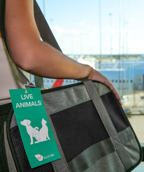 GC pets cleared for take-off to Adelaide as Virgin expands pet-friendly flights
