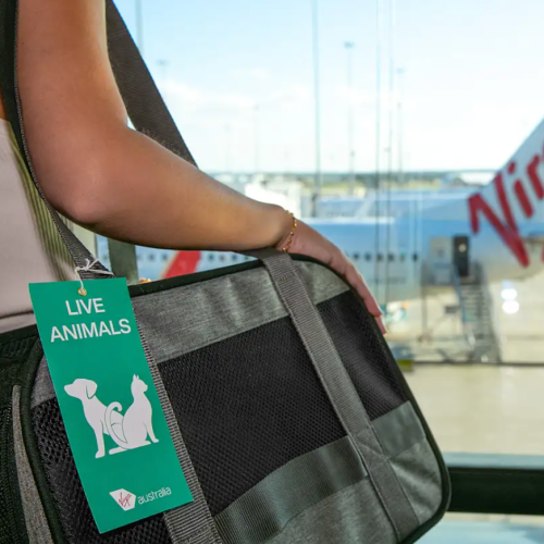 GC pets cleared for take-off to Adelaide as Virgin expands pet-friendly flights