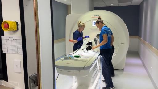 WATCH: Mary the Tasmanian Devil undergoes MRI amid recovery from two-weeks in the wild