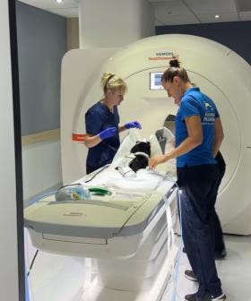 WATCH: Mary the Tasmanian Devil undergoes MRI amid recovery from two-weeks in the wild