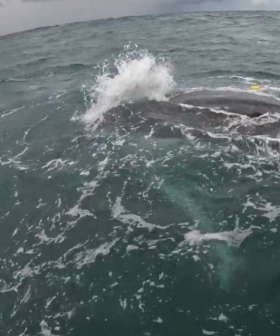 WATCH: Entangled humpback freed in mammoth Gold Coast rescue mission
