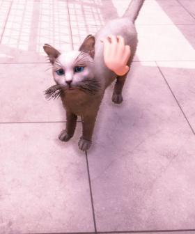Animal Shelter 2 Review: The Multiplayer Rescue Simulator We Didn’t Know We Needed