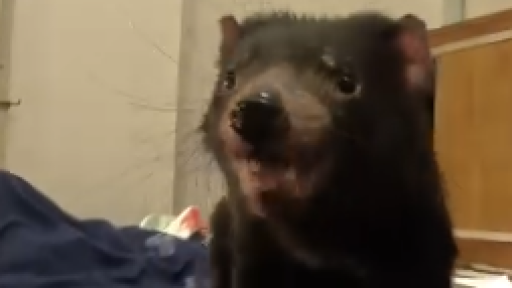 Positive health update for beloved Tassie Devil Mary