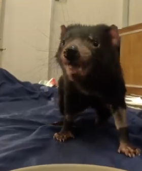 Positive health update for beloved Tassie Devil Mary