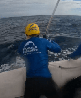 Crews rescue another trapped whale off Gold Coast