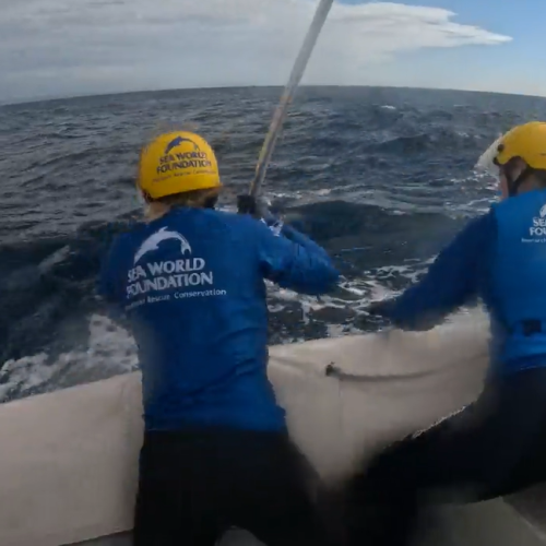 Crews rescue another trapped whale off Gold Coast