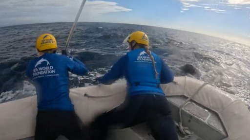 Crews rescue another trapped whale off Gold Coast