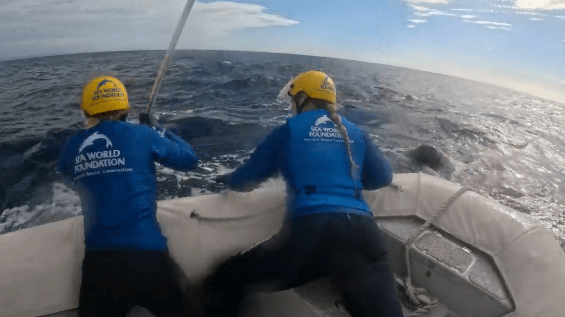 Crews rescue another trapped whale off Gold Coast