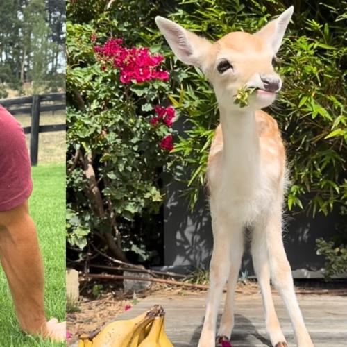 Oh Deer: Meet Cheryl, Australia’s Newest Celebrity