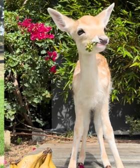 Oh Deer: Meet Cheryl, Australia’s Newest Celebrity