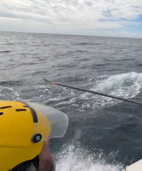 Sea World crews free several whales in mammoth rescue weekend
