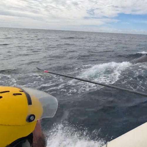 Sea World crews free several whales in mammoth rescue weekend