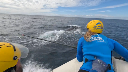 Sea World crews free several whales in mammoth rescue weekend