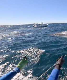 Another trapped whale rescued off the Gold Coast
