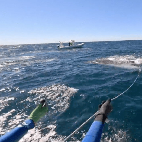 Another trapped whale rescued off the Gold Coast