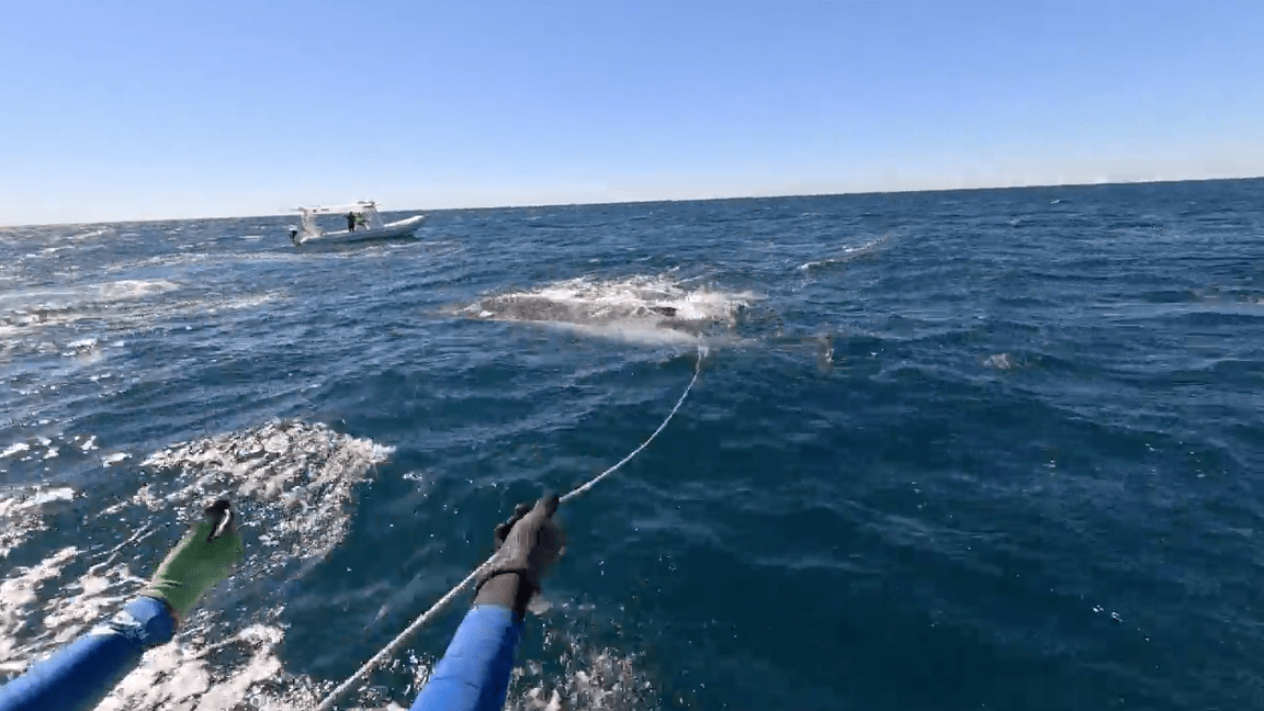 Another trapped whale rescued off the Gold Coast