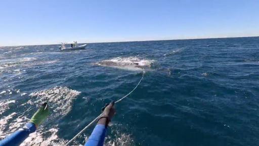 Another trapped whale rescued off the Gold Coast