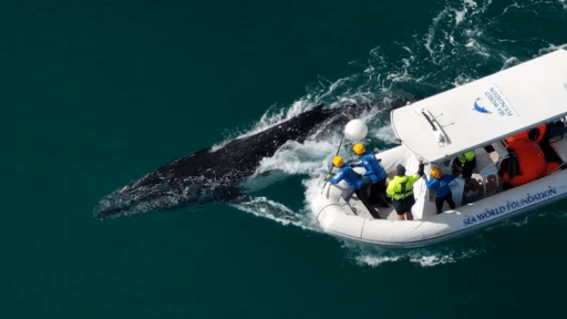 Fifth whale rescue in five days sparks migration safety fears