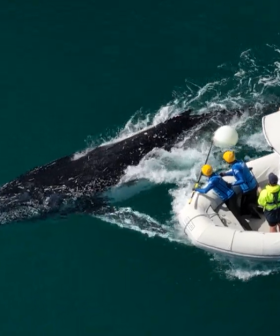 Fifth whale rescue in five days sparks migration safety fears