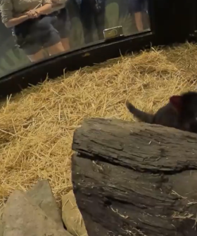 Mary the Tasmanian Devil returns to habitat after daring escape