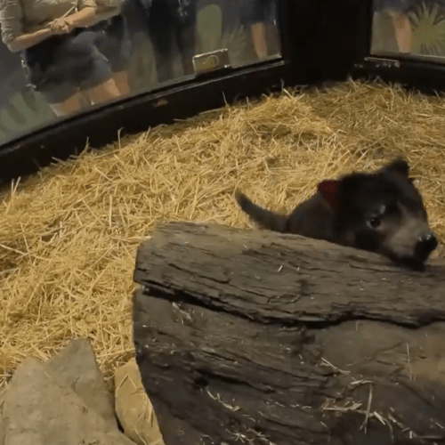 Mary the Tasmanian Devil returns to habitat after daring escape