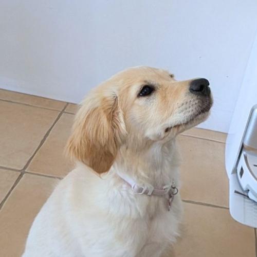 We Put the MOVA V70 Ultra Robovac to the Test in a House with a New Pet