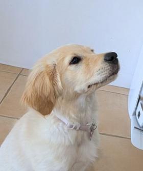 We Put the MOVA V70 Ultra Robovac to the Test in a House with a New Pet