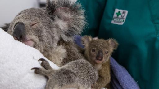 Koala joey reunited with its Mum at Currumbin Wildlife Hospital