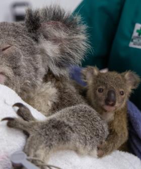 Koala joey reunited with its Mum at Currumbin Wildlife Hospital