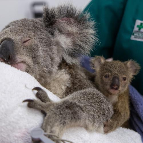 Koala joey reunited with its Mum at Currumbin Wildlife Hospital