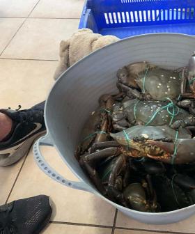 QLD illegal seafood crackdown sees three boats headed for the crusher