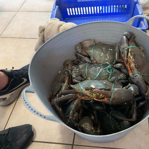 QLD illegal seafood crackdown sees three boats headed for the crusher