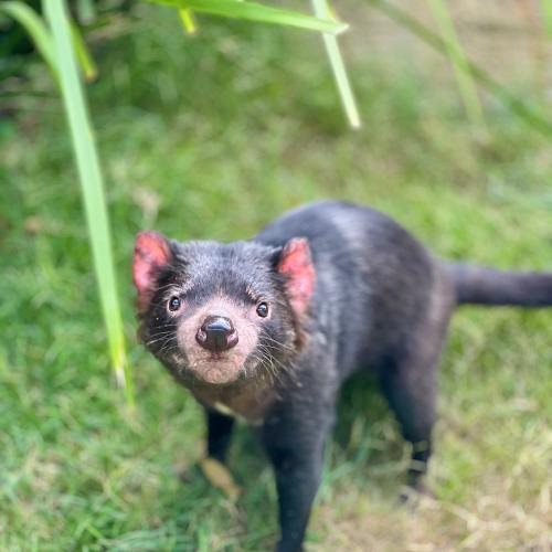 WATCH: Mary the Tasmanian Devil returns to outdoor habitat at Paradise Country
