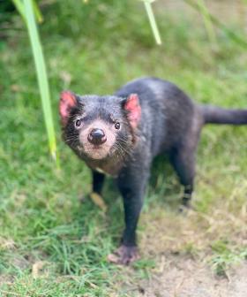 WATCH: Mary the Tasmanian Devil returns to outdoor habitat at Paradise Country