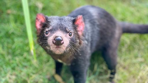 WATCH: Mary the Tasmanian Devil returns to outdoor habitat at Paradise Country