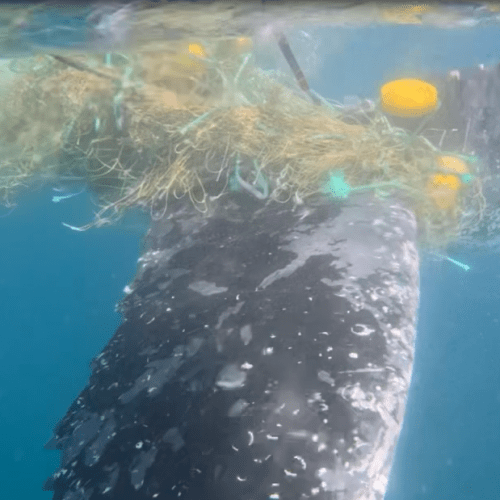 Whale freed from shark nets off Gold Coast