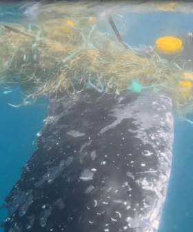 Whale freed from shark nets off Gold Coast