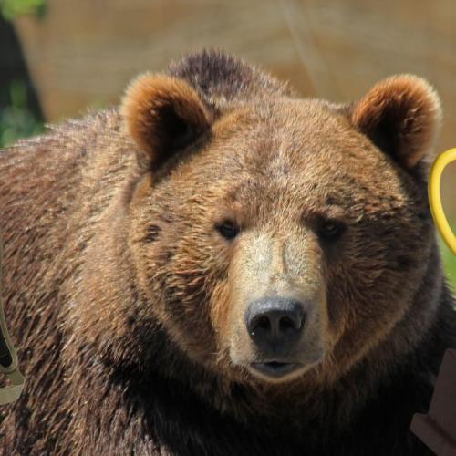 Meet ’89 Backpack’ The 2026 Fat Bear Week winner!