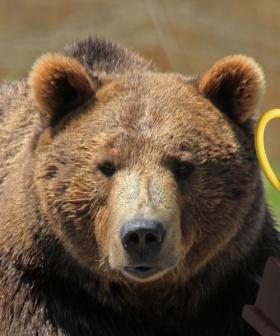 Meet ’89 Backpack’ The 2026 Fat Bear Week winner!
