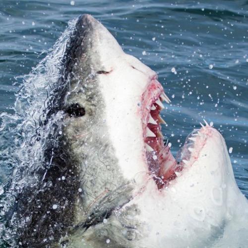Of all the fish in the sea… This Veteran touched a Great White Shark! Here’s how people are reacting!