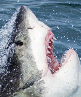 Of all the fish in the sea… This Veteran touched a Great White Shark! Here’s how people are reacting!